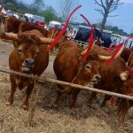 feira franca varzea barcelos