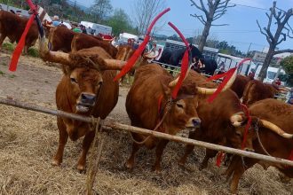 feira franca varzea barcelos