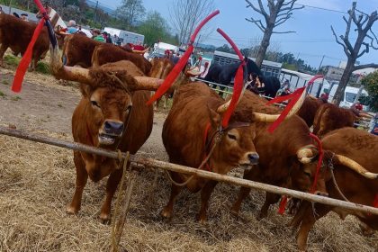 feira franca varzea barcelos