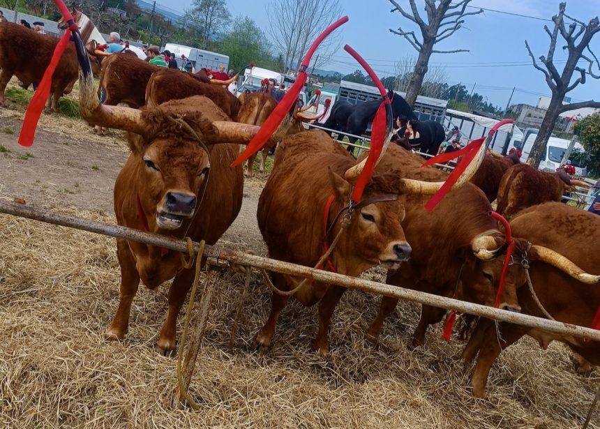 feira franca varzea barcelos