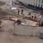 abate de arvores Povoa de Varzim