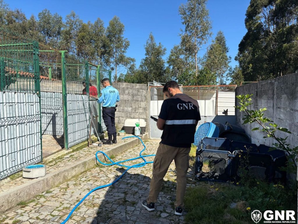 Braga: Nove arguidos e três empresas acusados de falsificação em exportação de cães para o estrangeiro GNR Braga caes importacao - 1