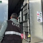 GNR Braga caes importacao - 3