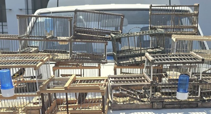 Viana: Usava gaiolas de alçapão para apanhar pássaros Viana gaiolas detido passaros