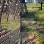 abate ilegal pinheiro ofir parque natural litoral norte esposende