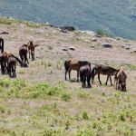 cavalos geres vieira do minho governo