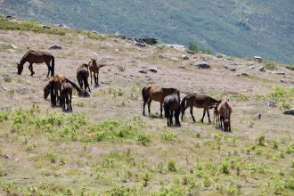 cavalos geres vieira do minho governo