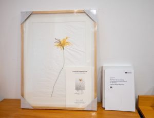 esposende guilherme emilio premios viana de lima 10