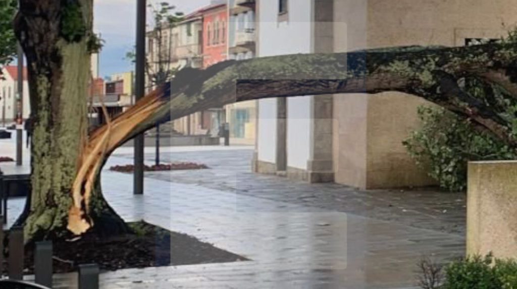 Esposende: Sistema "para-raios" evitou danos na cidade. Mesmo assim uma árvore foi atingida arvore cai esposende para raios