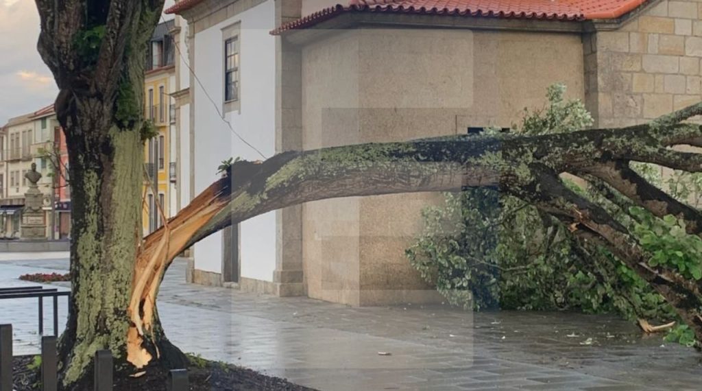 Esposende: Sistema "para-raios" evitou danos na cidade. Mesmo assim uma árvore foi atingida arvore cai esposende para raios