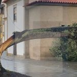 arvore cai esposende para raios