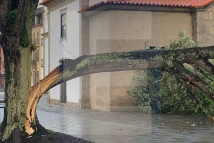 arvore cai esposende para raios