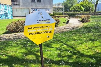 abelhas esposende polarizadores