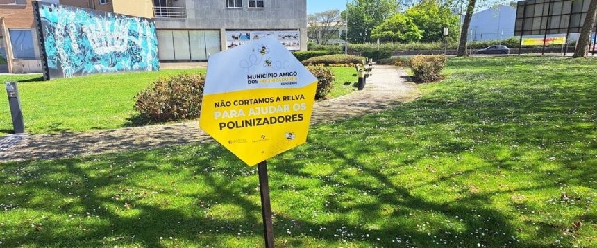 Esposende: Aposta na proteção dos polinizadores com ações sustentáveis em homenagem ao Dia Mundial da Abelha abelhas esposende polarizadores