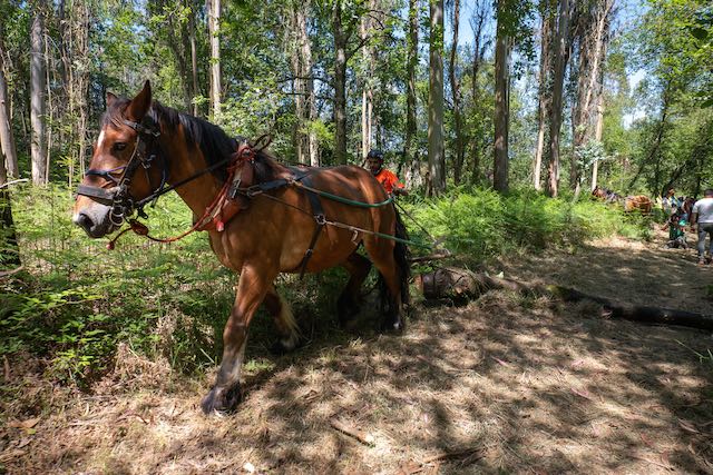 Viana: Tração animal como solução sustentável no Neiva acao animal rio neiva esposende viana 3