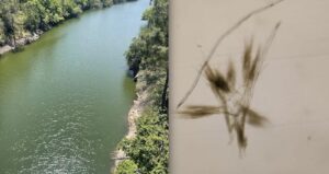 Rio lima contaminação lindoso