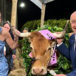 vaca galiza