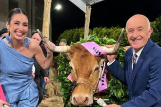 vaca galiza