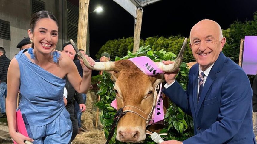 Miss Vaca 2025: conheça as quatro finalistas deste concurso peculiar vaca galiza