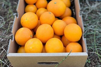 laranjas droga espanha