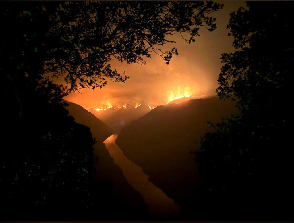 Incêndios: "Acer morreu". Douro Internacional destrói ninhos de abutre-preto e compromete recuperação da espécie douro internacional incendios cria morta Palombar