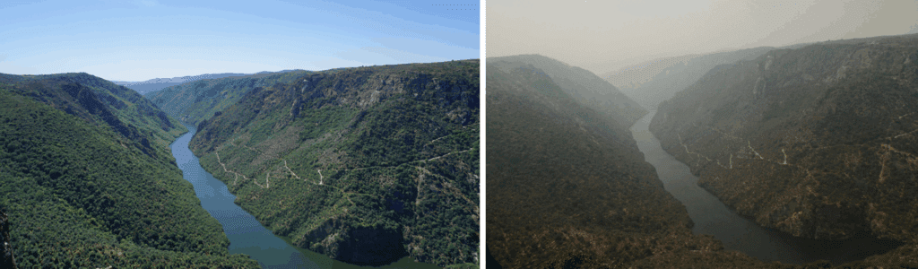 Incêndios: "Acer morreu". Douro Internacional destrói ninhos de abutre-preto e compromete recuperação da espécie antes e depois douro internacional