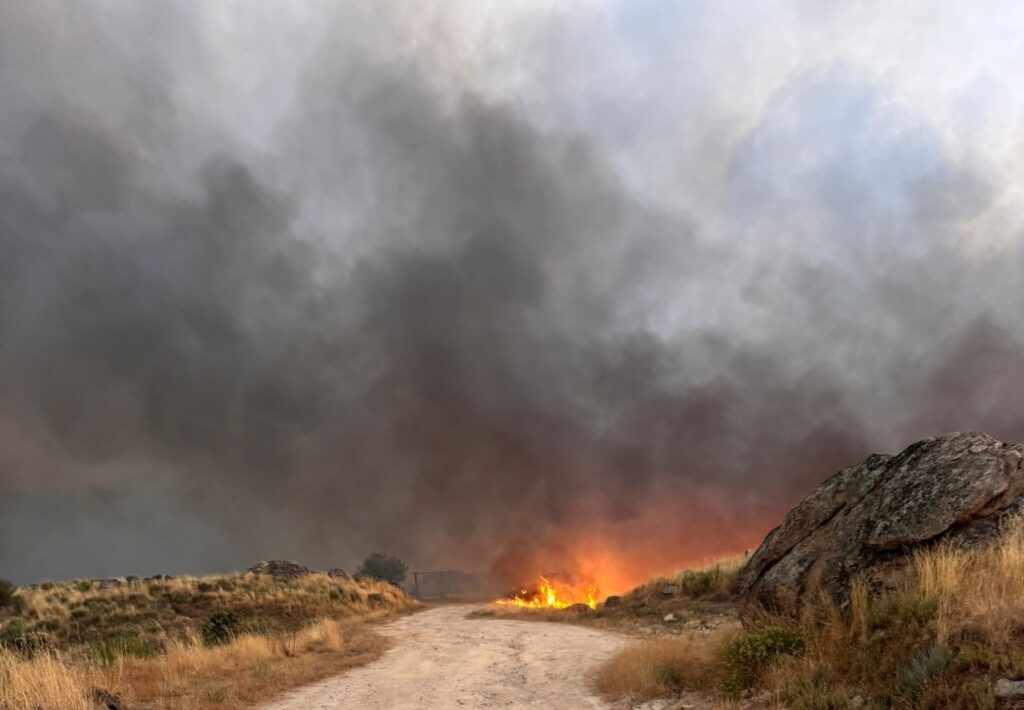 Incêndios: "Acer morreu". Douro Internacional destrói ninhos de abutre-preto e compromete recuperação da espécie douro internacional