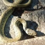 viana cobra