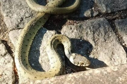 viana cobra