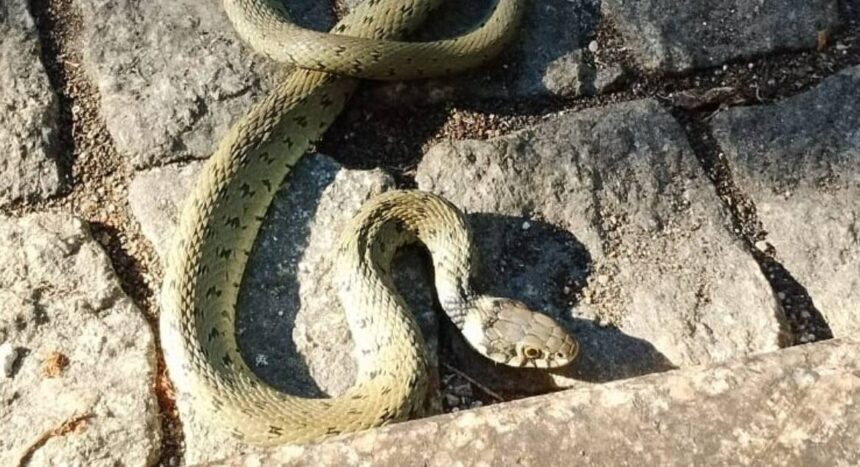 viana cobra
