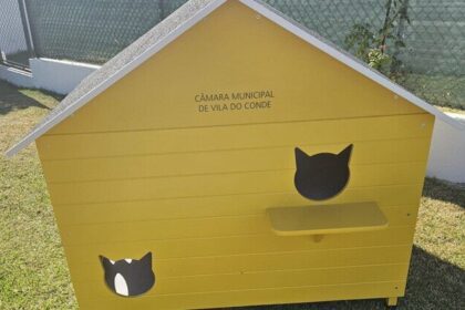 abrigo gatos vila do conde