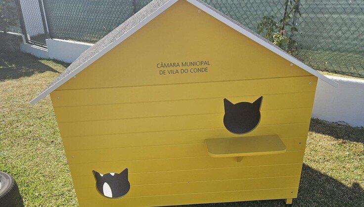 abrigo gatos vila do conde