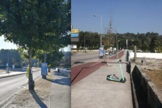 arvores braga