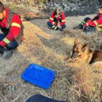 trofa bombeiros cão salvamento incendios