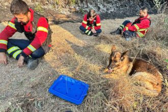 trofa bombeiros cão salvamento incendios