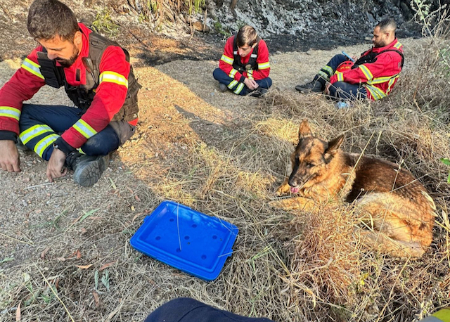trofa bombeiros cão salvamento incendios