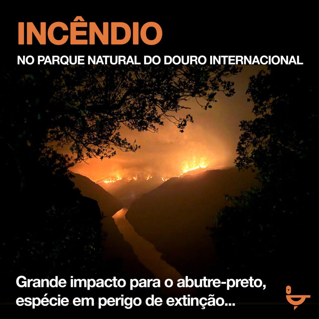 Incêndios: "Acer morreu". Douro Internacional destrói ninhos de abutre-preto e compromete recuperação da espécie douro internacional incendios cria morta Palombar