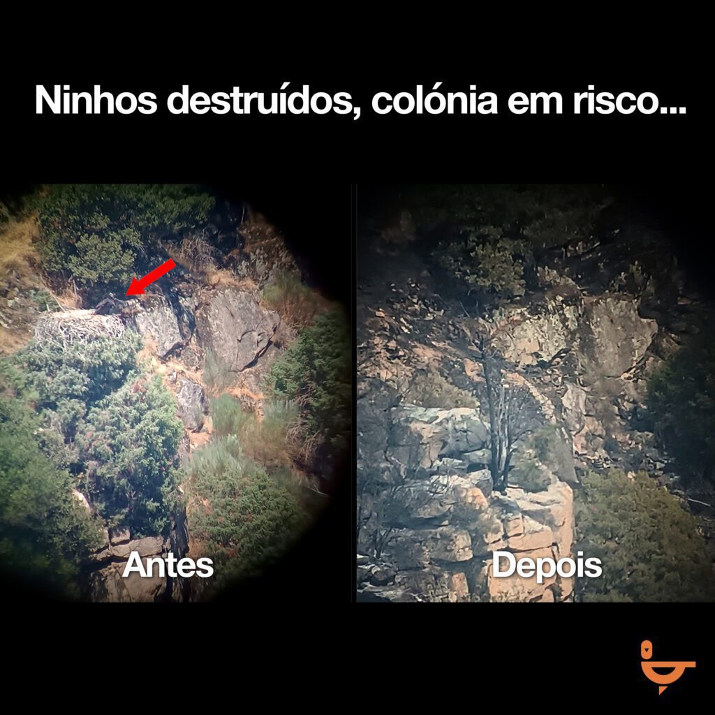 Incêndios: "Acer morreu". Douro Internacional destrói ninhos de abutre-preto e compromete recuperação da espécie douro internacional incendios cria morta Palombar
