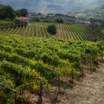 vinhos verdes douro porto vinha asae pj