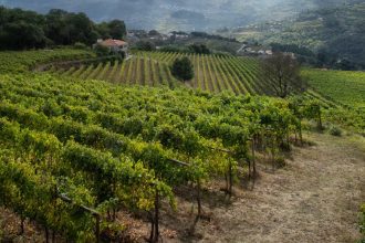 vinhos verdes douro porto vinha asae pj