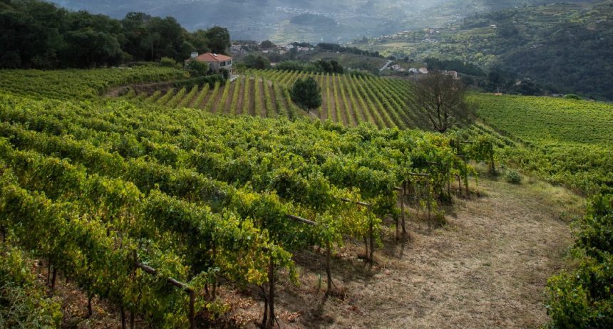 PJ: Corrupção nos Vinhos Verdes leva oito detidos no Norte vinhos verdes douro porto vinha asae pj