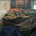 uvas minho guardia civil