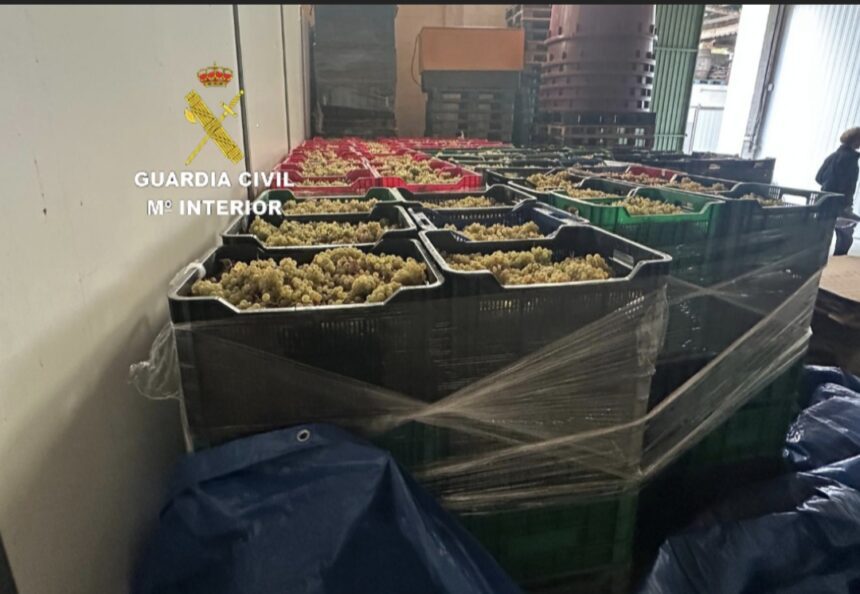 uvas minho guardia civil