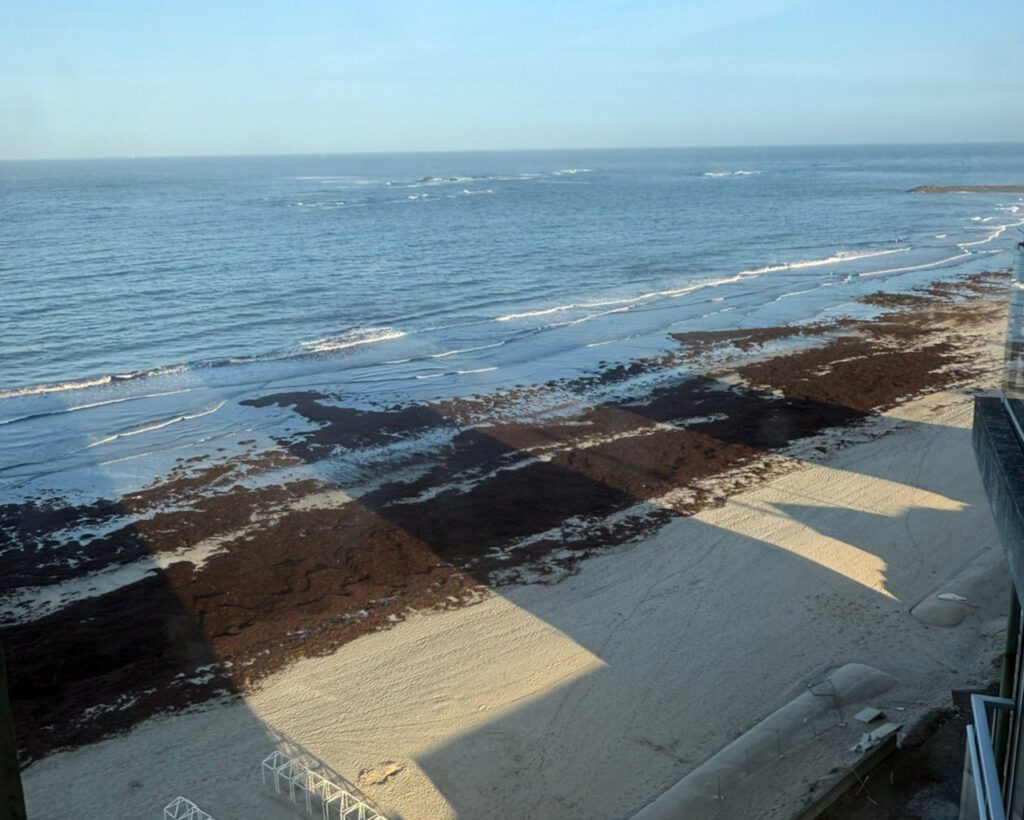 Esposende: Praia de Ofir acorda com manto de sargaço sargaço ofir fao apulia esposende agricultura - 2