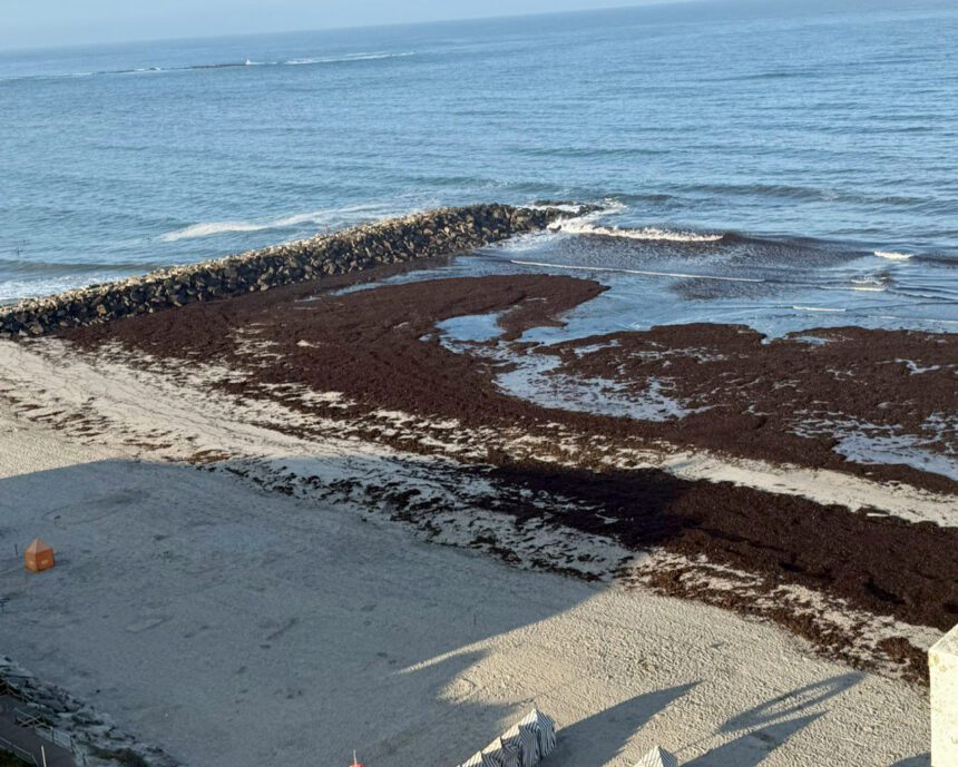 Esposende: Praia de Ofir acorda com manto de sargaço sargaço ofir fao apulia esposende agricultura - 2