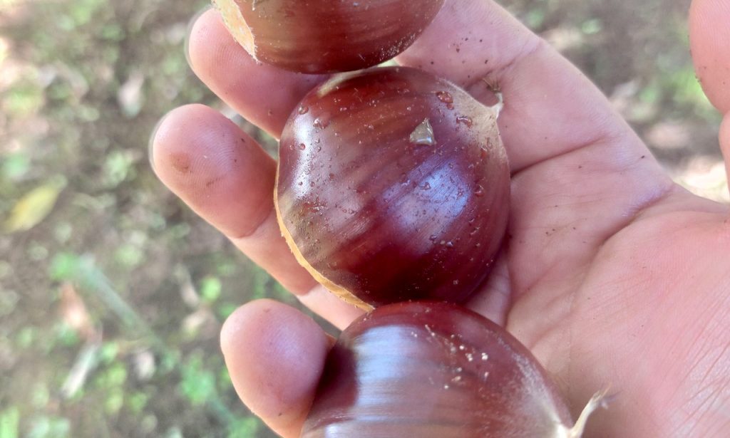 castanha