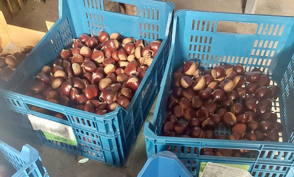 castanha