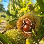 castanha
