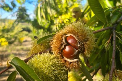 castanha