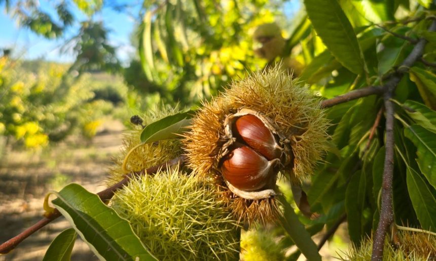 castanha